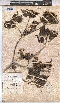 Image of Dombeya cymosa