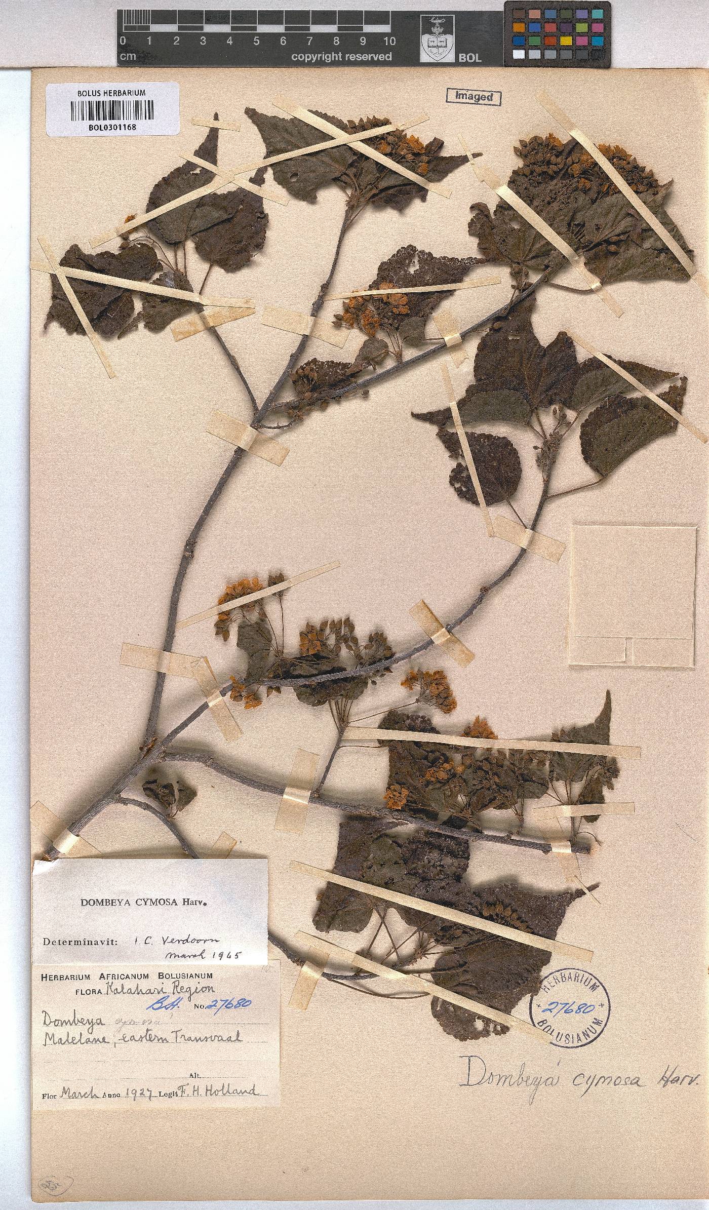 Dombeya cymosa image