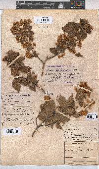 Dombeya cymosa image