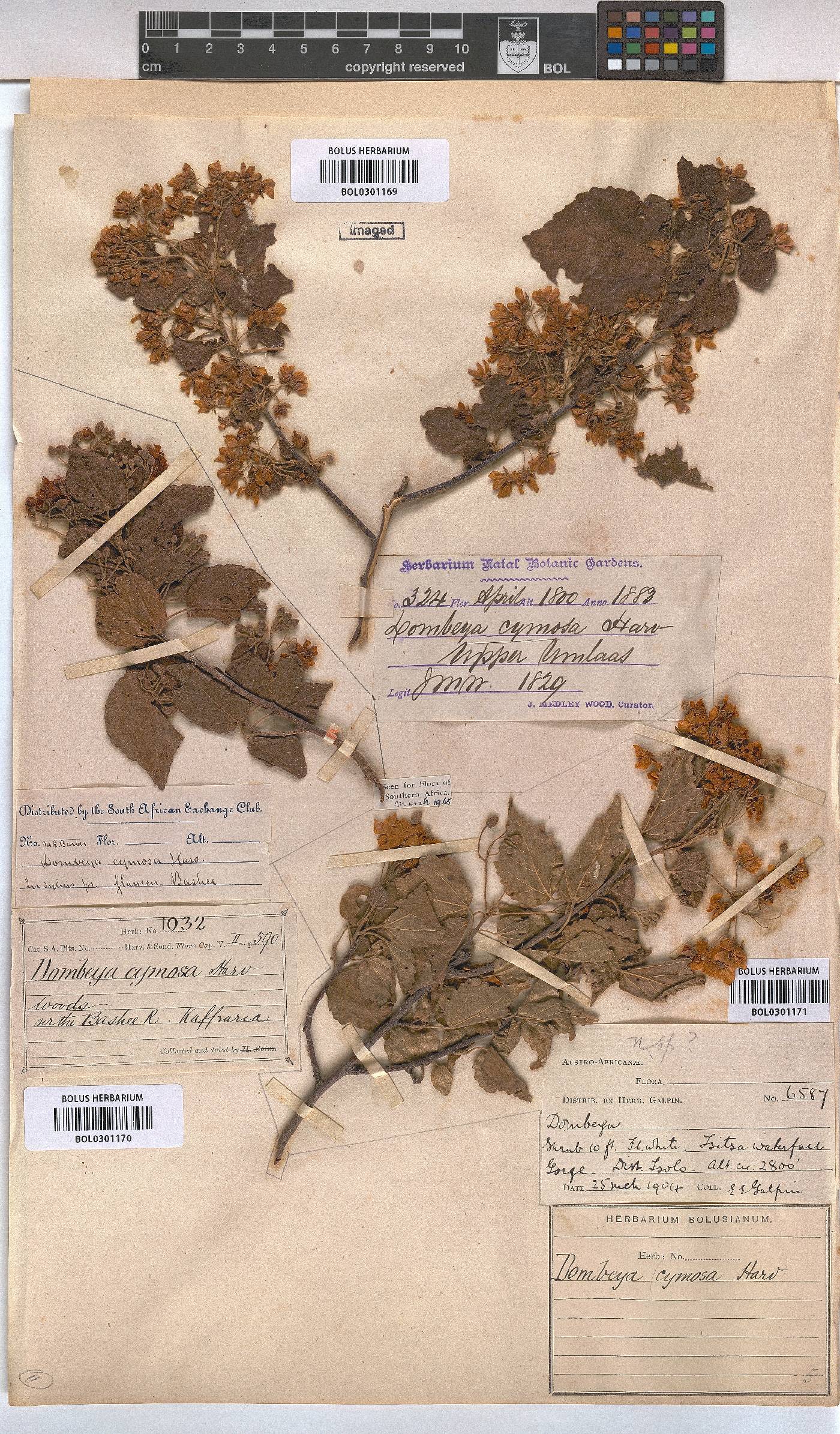 Dombeya cymosa image