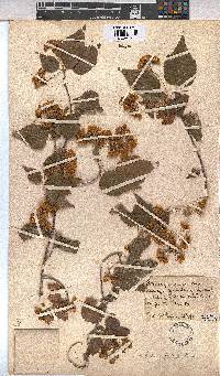 Dombeya cymosa image