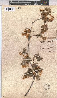 Dombeya cymosa image