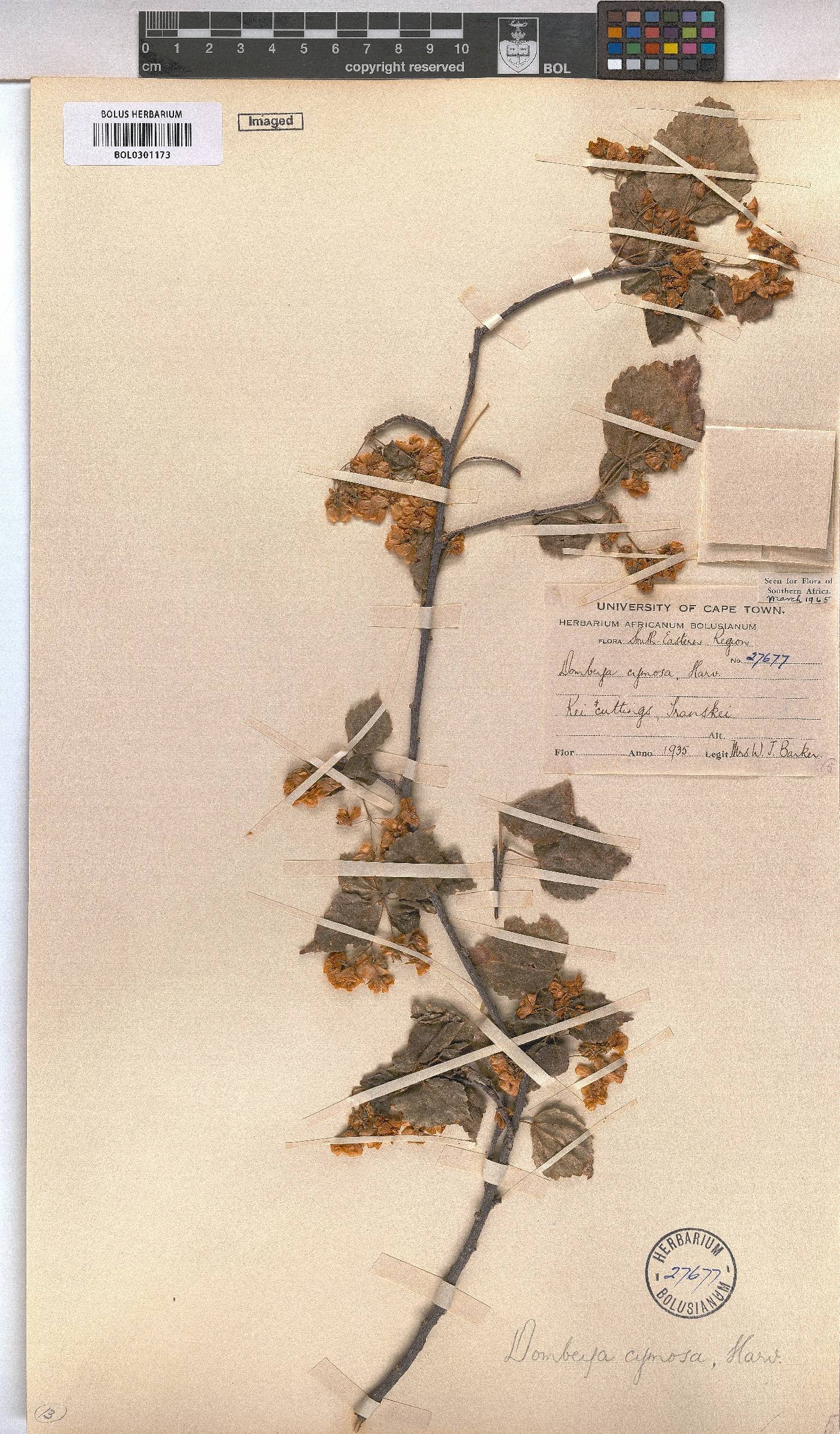 Dombeya cymosa image