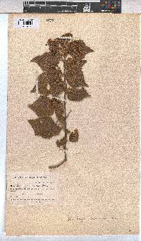 Dombeya cymosa image