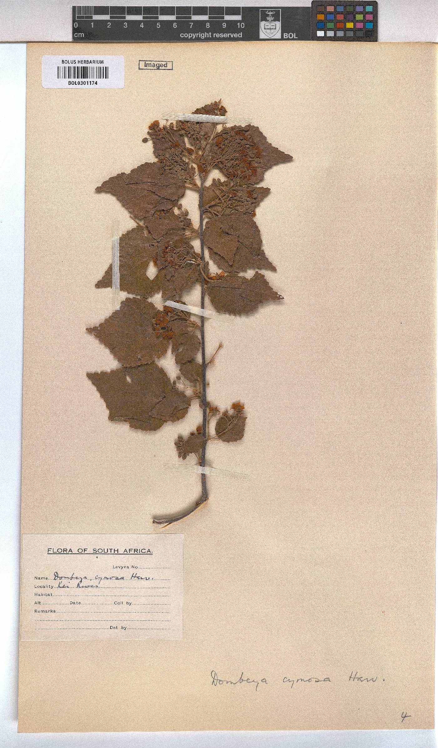 Dombeya cymosa image
