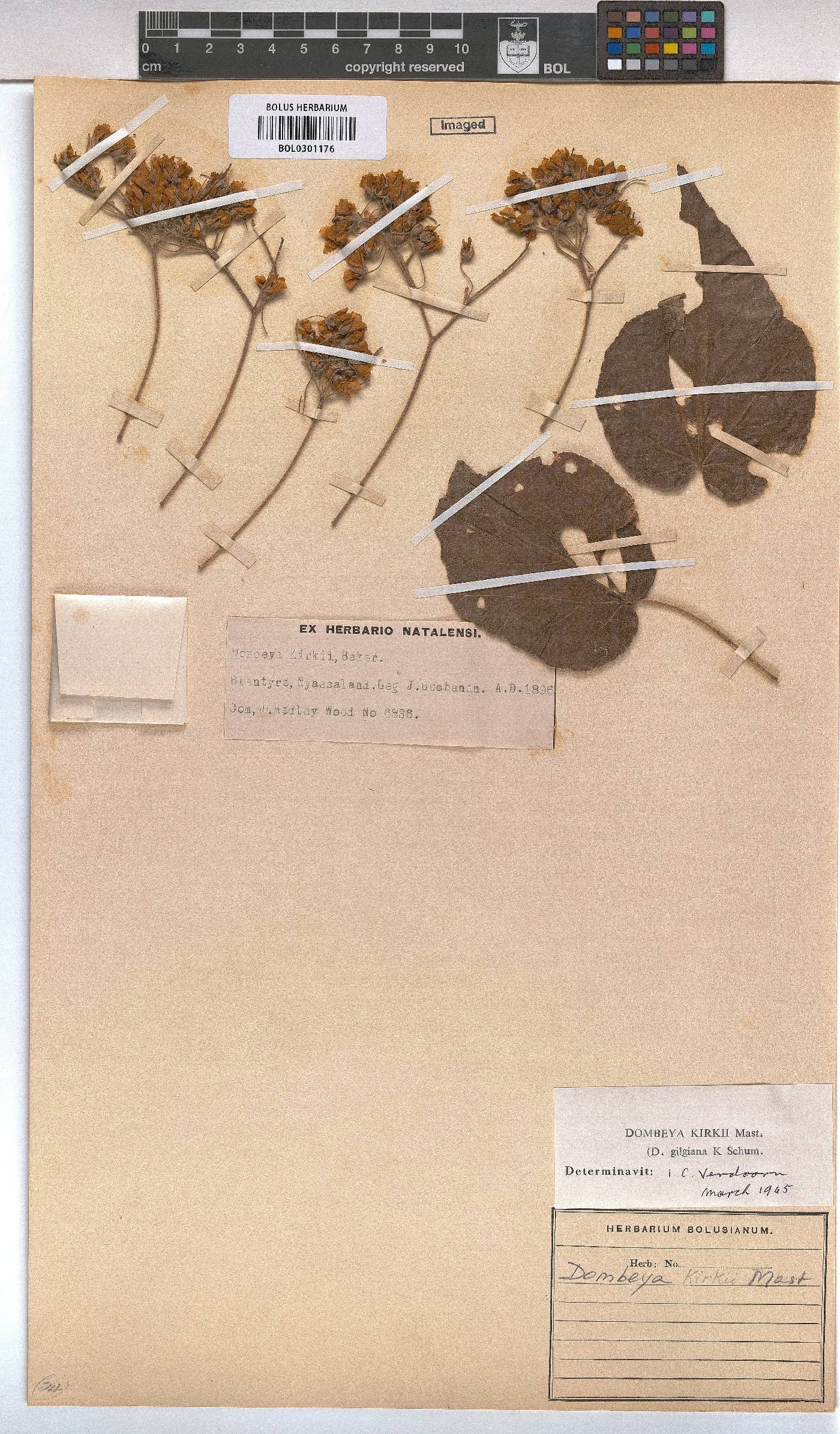 Dombeya kirkii image