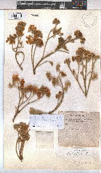Image of Dombeya quinqueseta