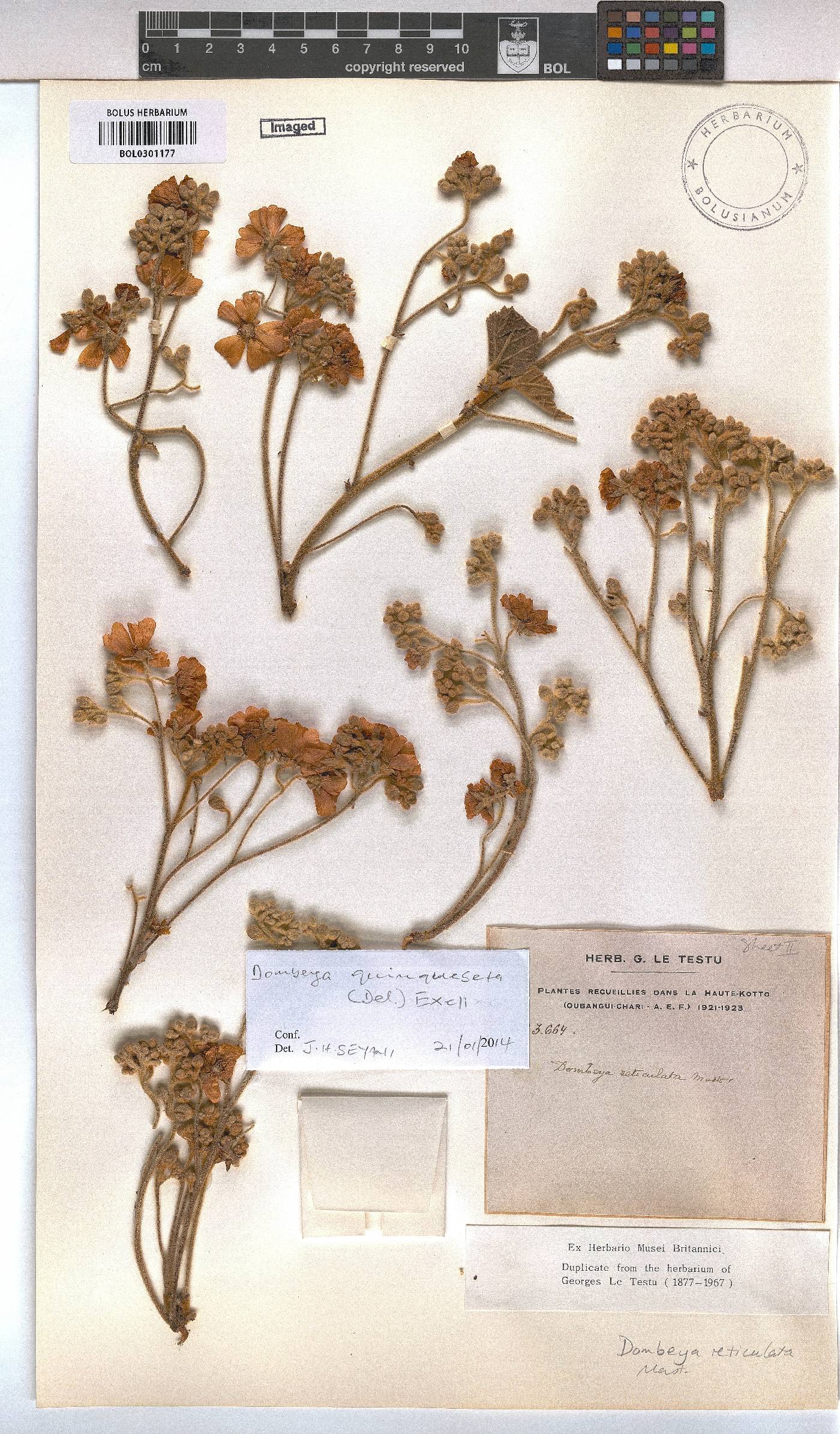 Dombeya quinqueseta image