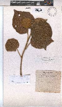 Dombeya quinqueseta image