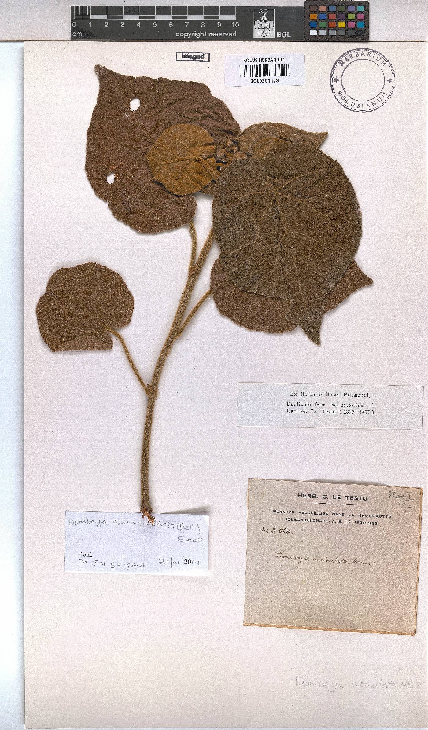 Dombeya quinqueseta image