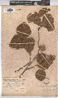 Dombeya rotundifolia var. rotundifolia image