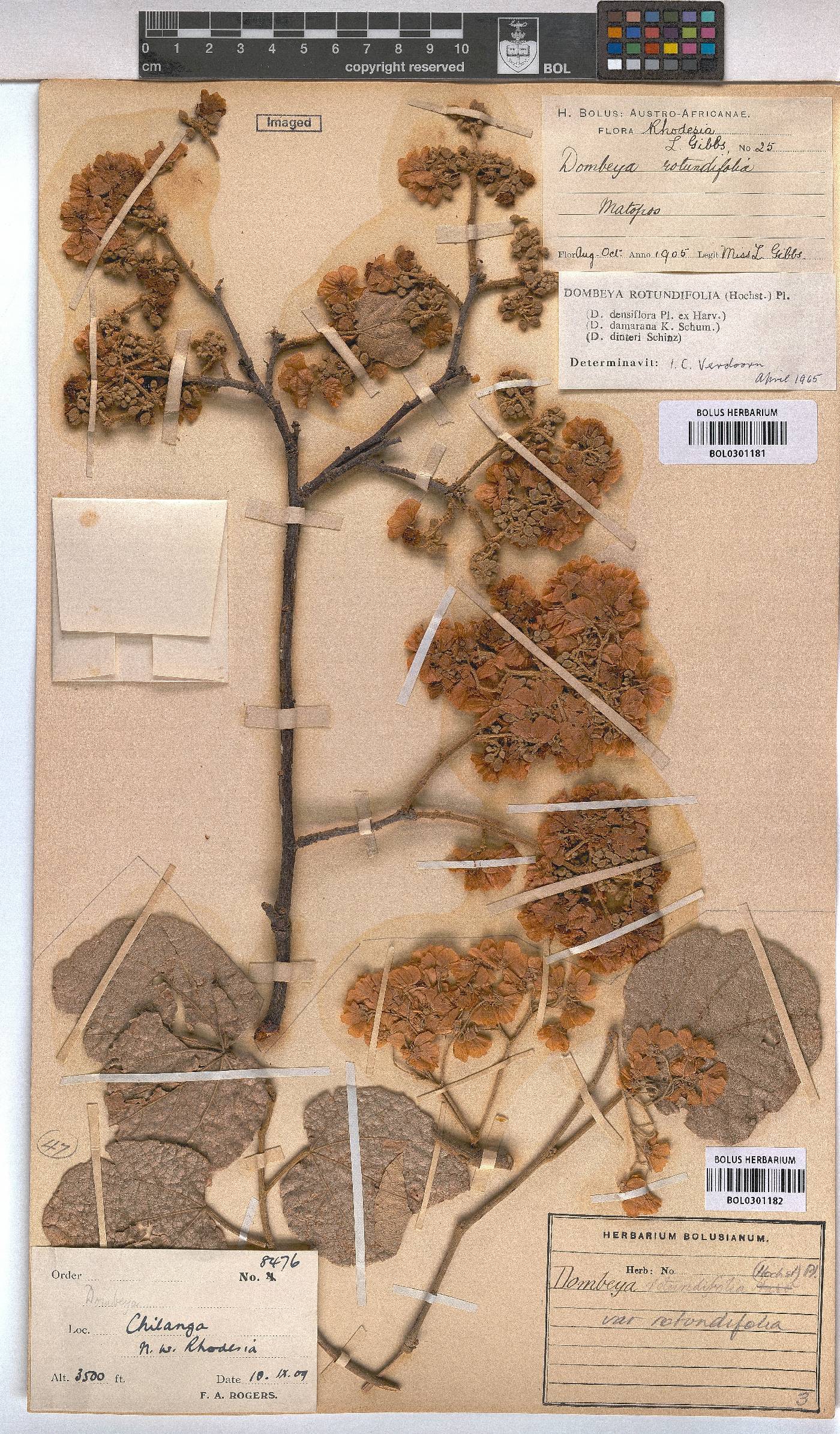 Dombeya rotundifolia var. rotundifolia image