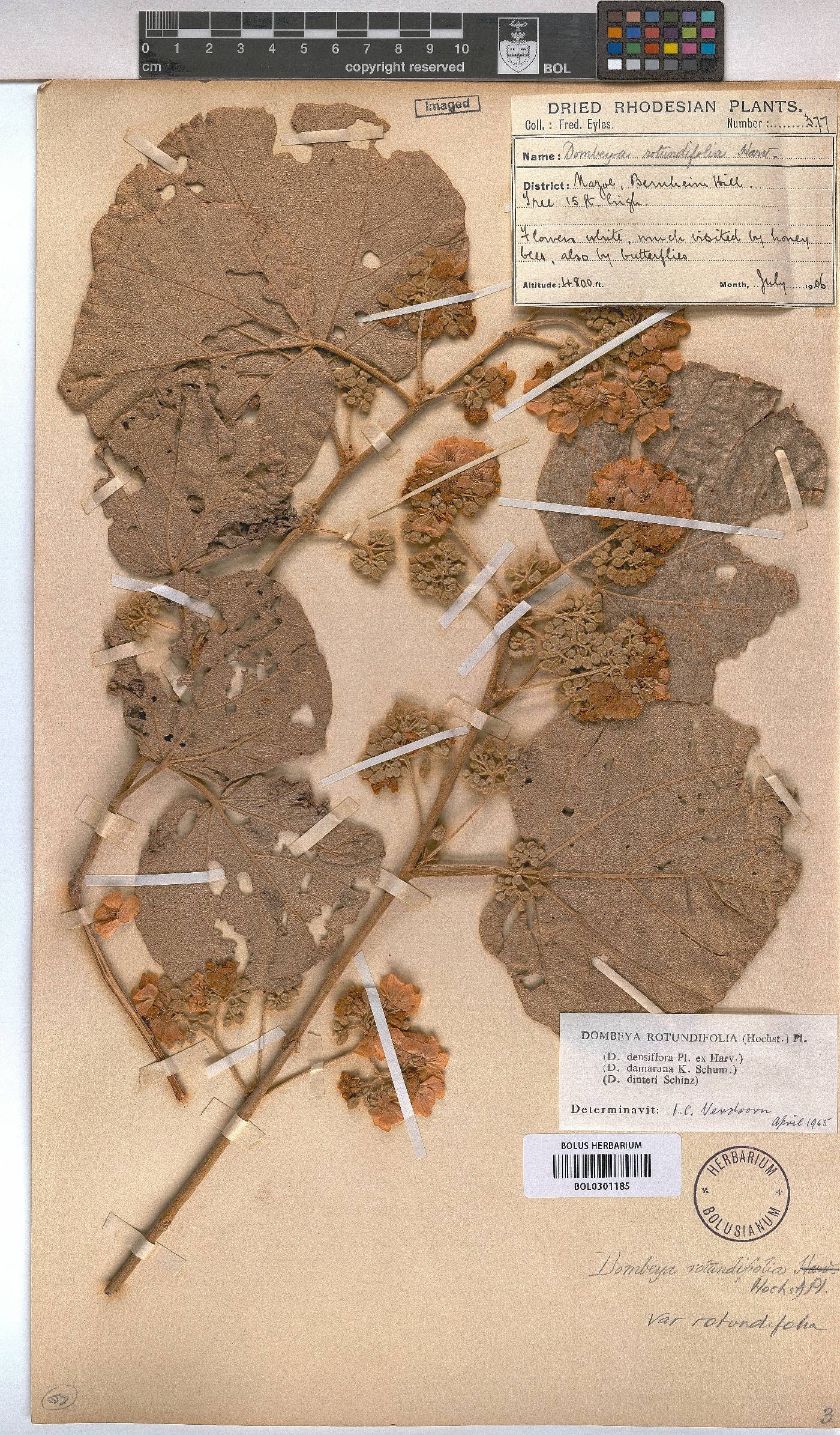 Dombeya rotundifolia var. rotundifolia image