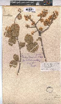 Dombeya rotundifolia var. rotundifolia image