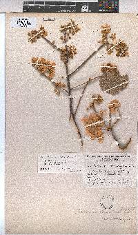Dombeya rotundifolia var. rotundifolia image