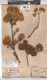 Dombeya rotundifolia var. rotundifolia image
