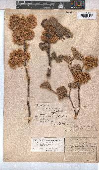 Dombeya rotundifolia var. rotundifolia image