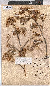 Dombeya rotundifolia var. rotundifolia image