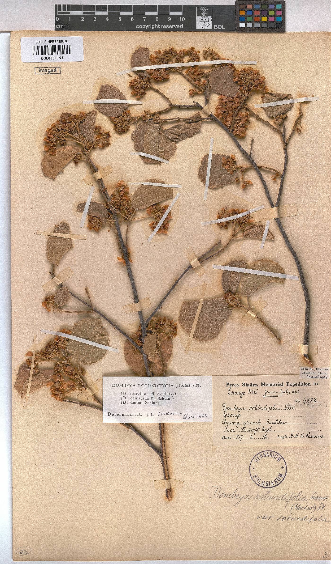 Dombeya rotundifolia var. rotundifolia image