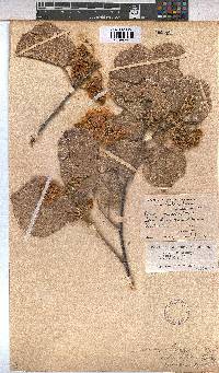 Dombeya rotundifolia var. rotundifolia image