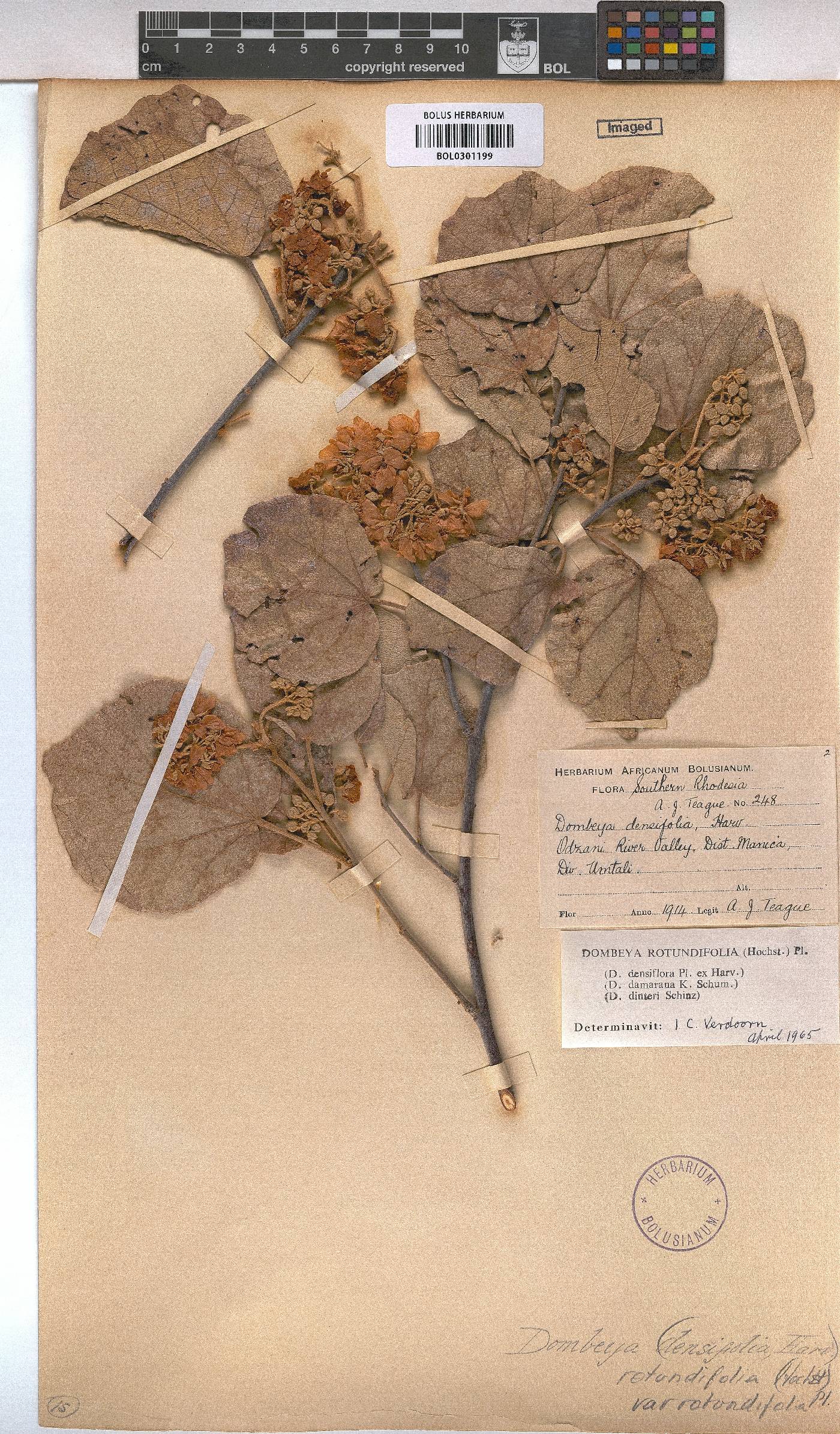 Dombeya rotundifolia var. rotundifolia image