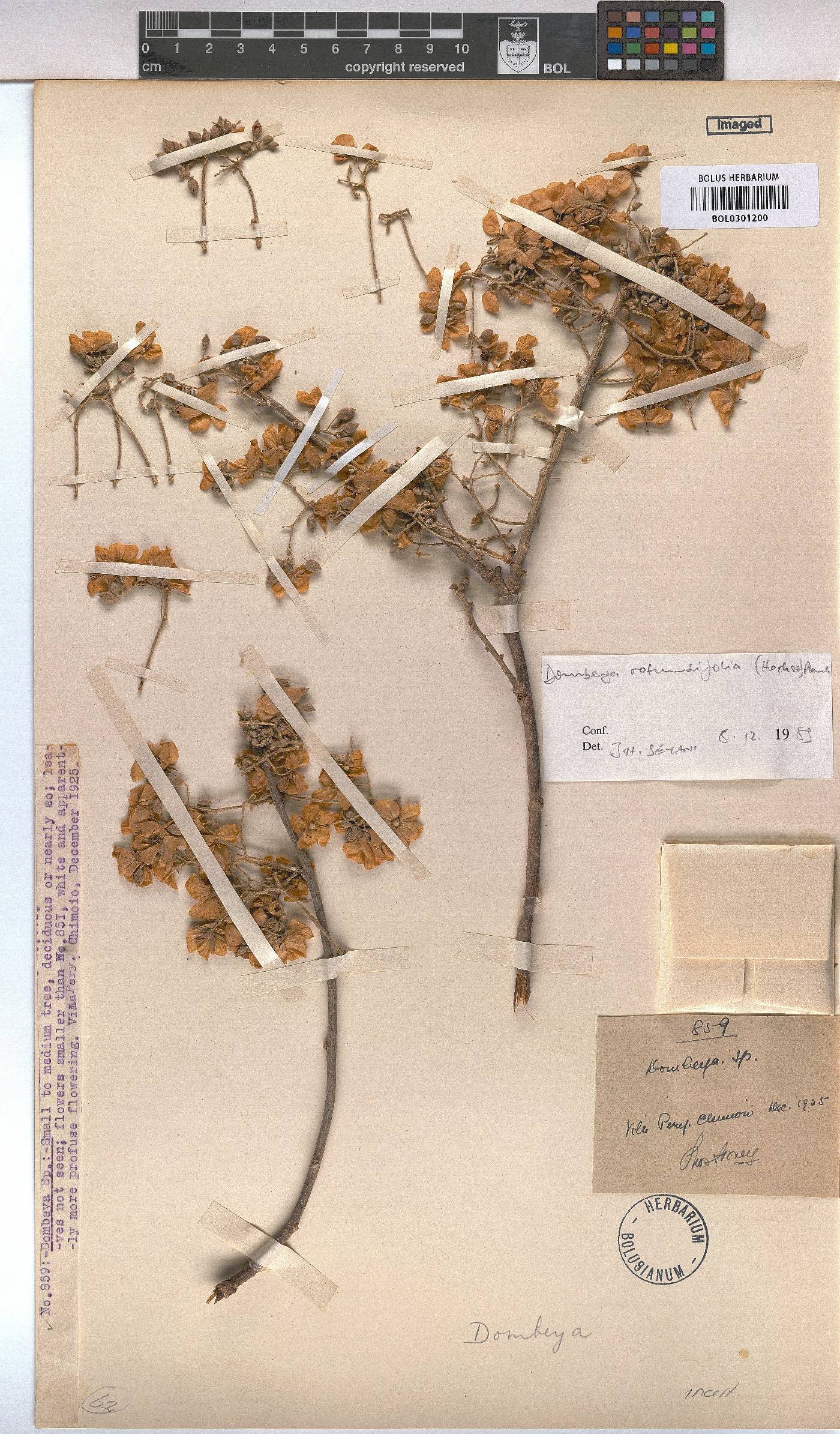 Dombeya rotundifolia var. rotundifolia image