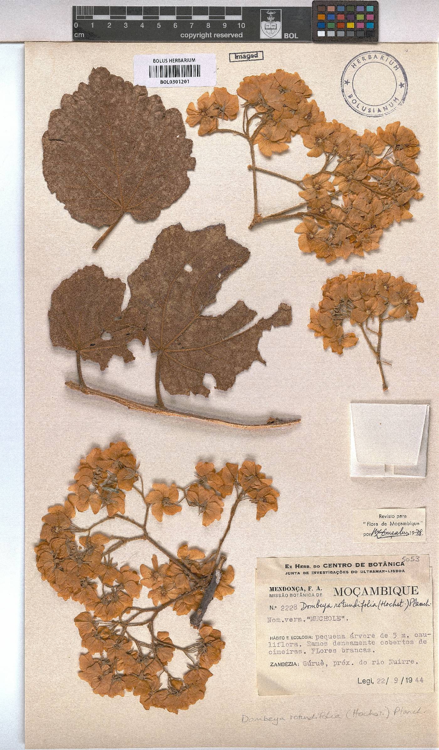 Dombeya rotundifolia image