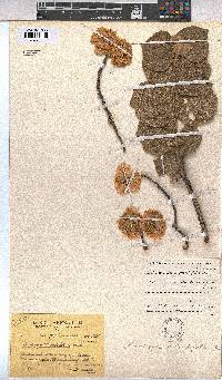 Dombeya rotundifolia var. rotundifolia image