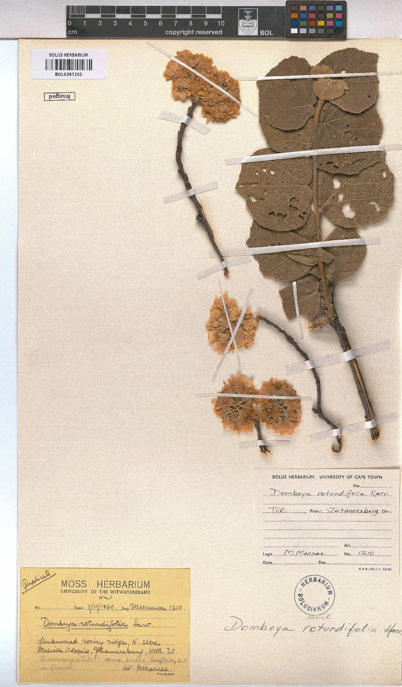 Dombeya rotundifolia var. rotundifolia image