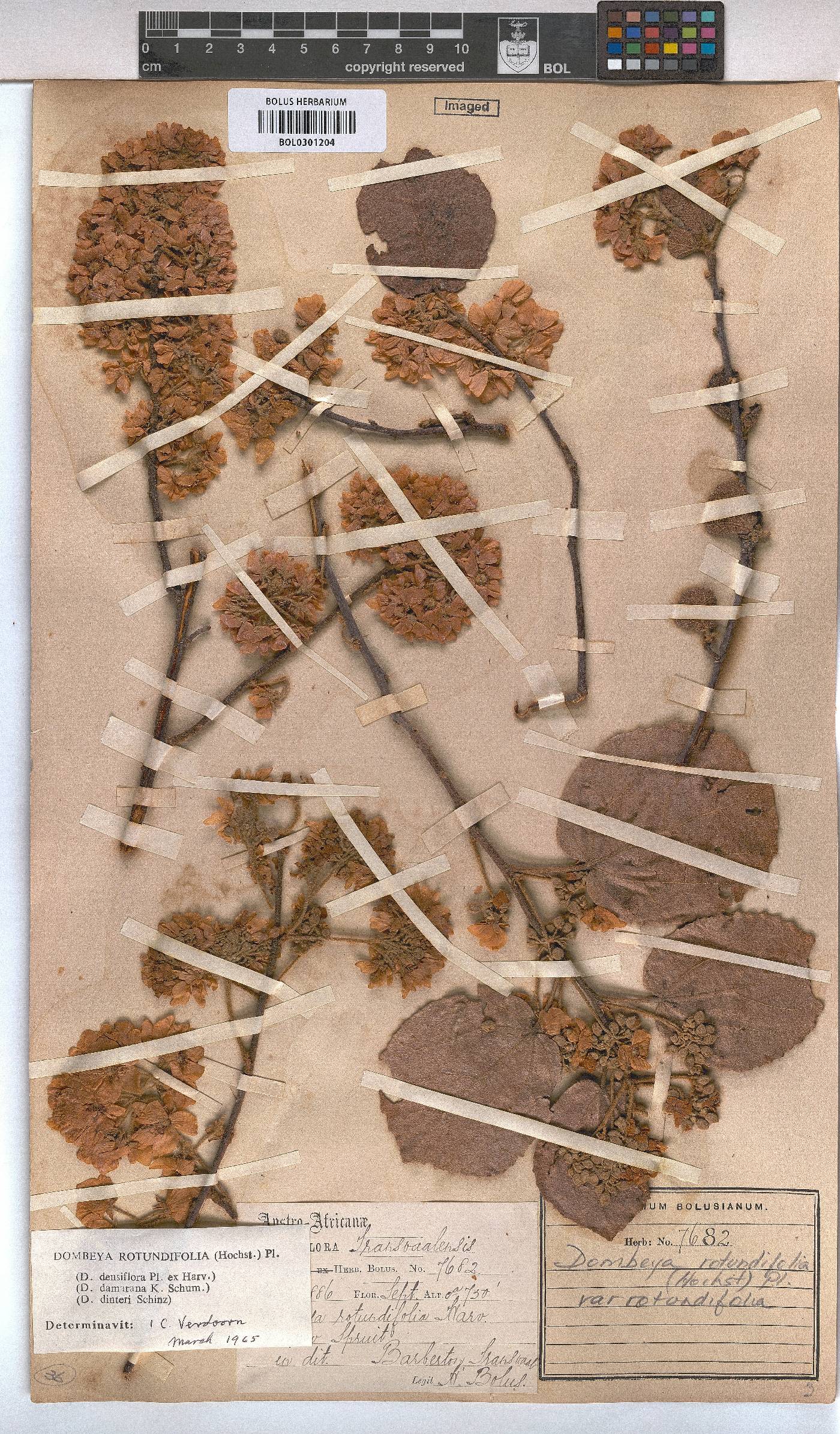 Dombeya rotundifolia var. rotundifolia image