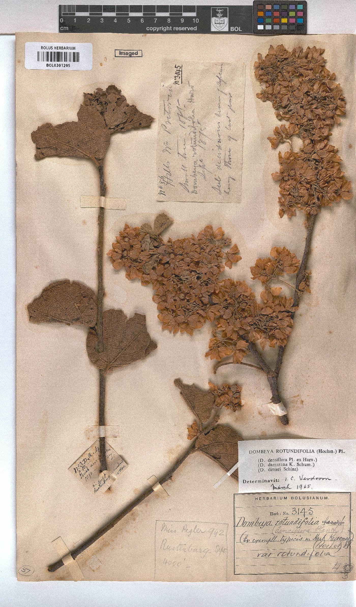 Dombeya rotundifolia var. rotundifolia image