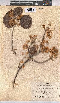 Dombeya rotundifolia var. rotundifolia image
