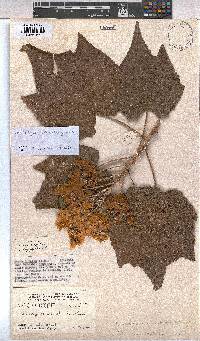Image of Dombeya acutangula