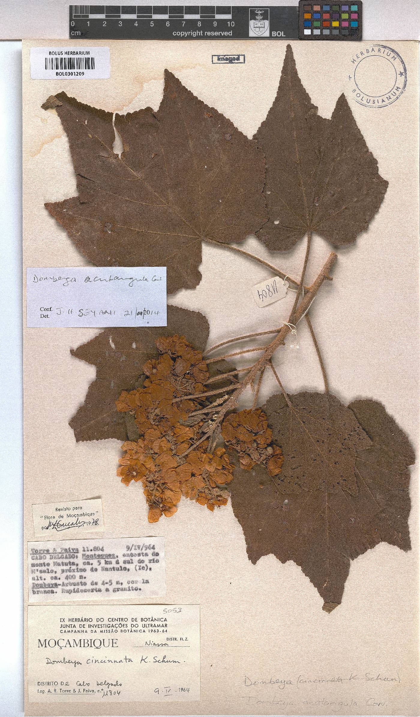 Dombeya acutangula image
