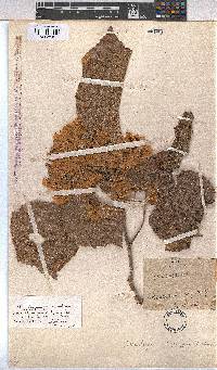 Image of Dombeya shupangae