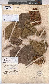 Image of Dombeya wallichii