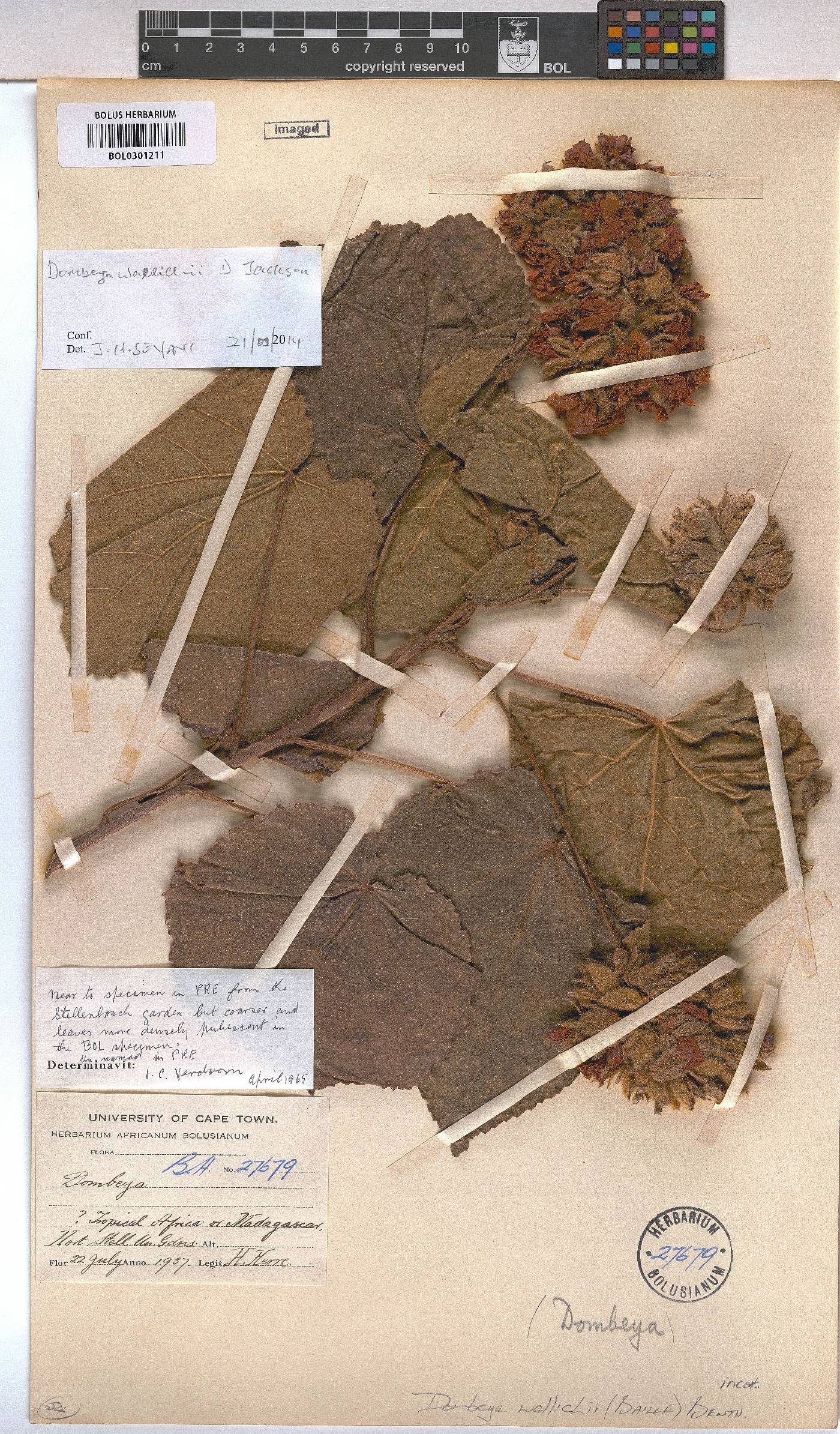 Dombeya wallichii image