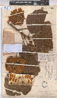 Dombeya wallichii image
