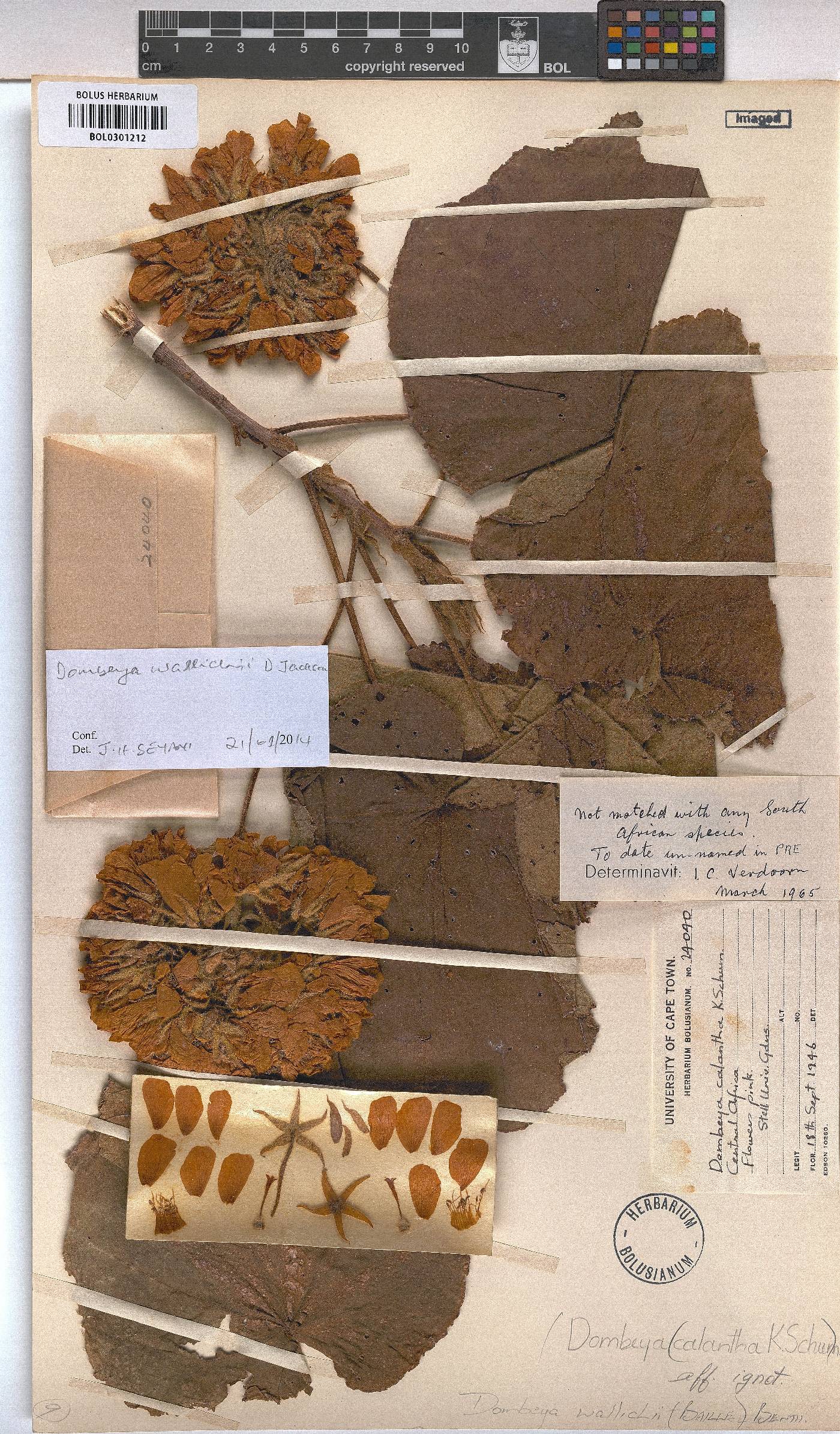 Dombeya wallichii image