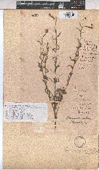 Hermannia modesta image