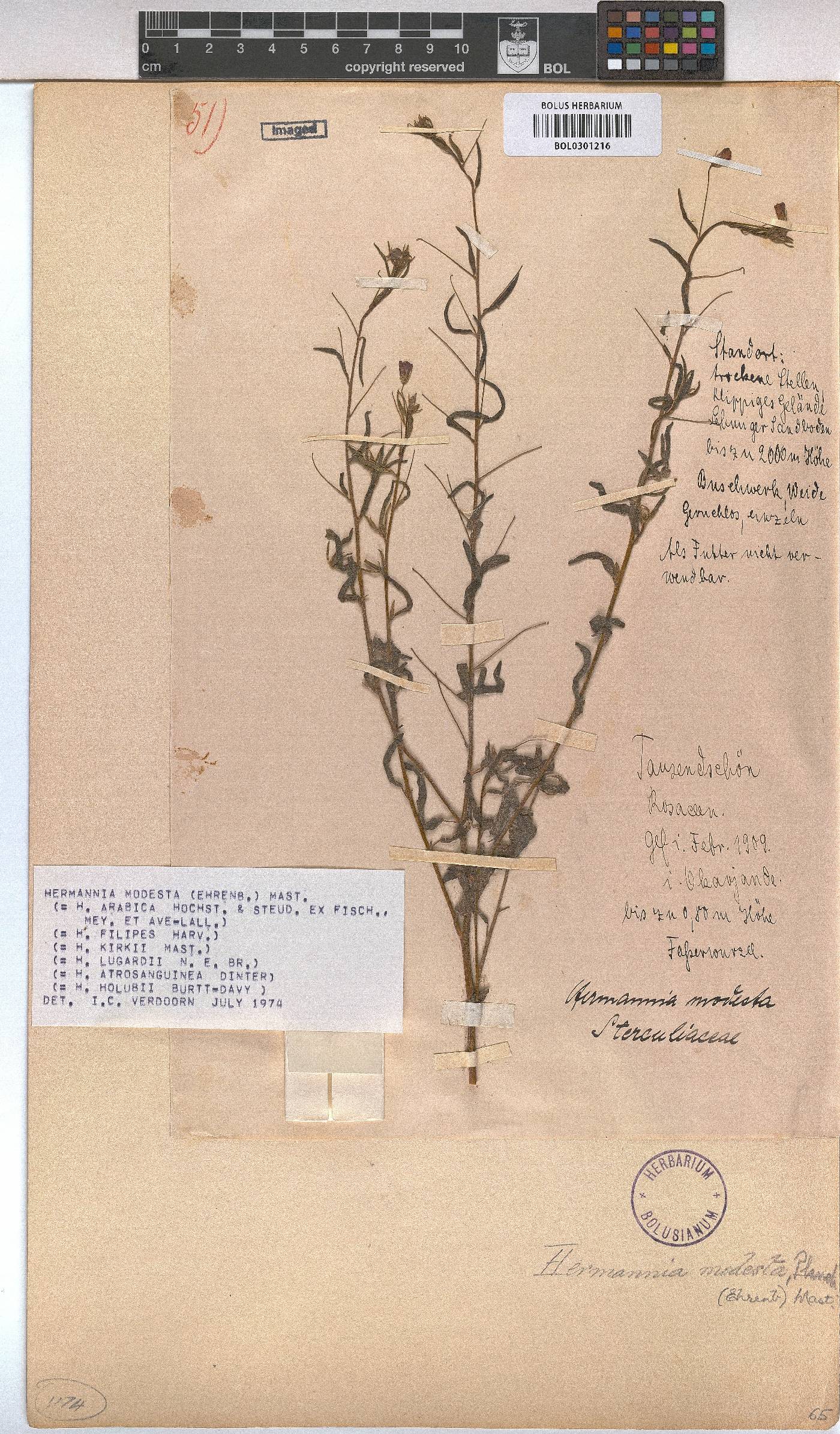Hermannia modesta image