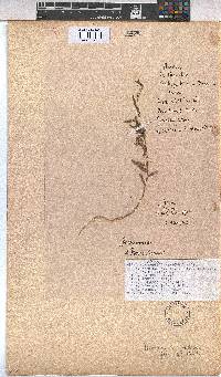 Hermannia modesta image