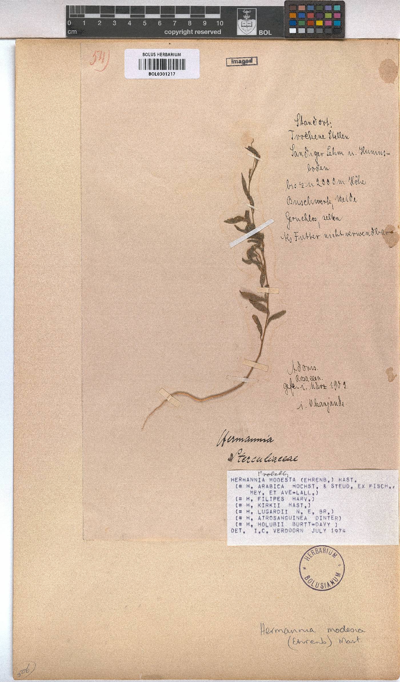 Hermannia modesta image