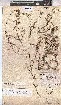 Hermannia confusa image