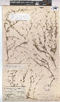 Hermannia confusa image