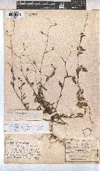 Hermannia confusa image