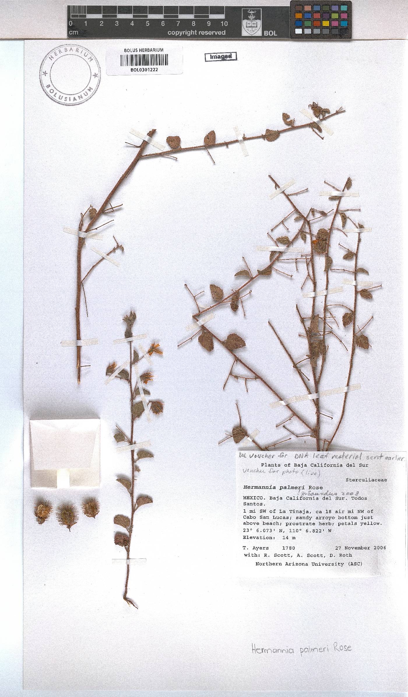 Hermannia palmeri image