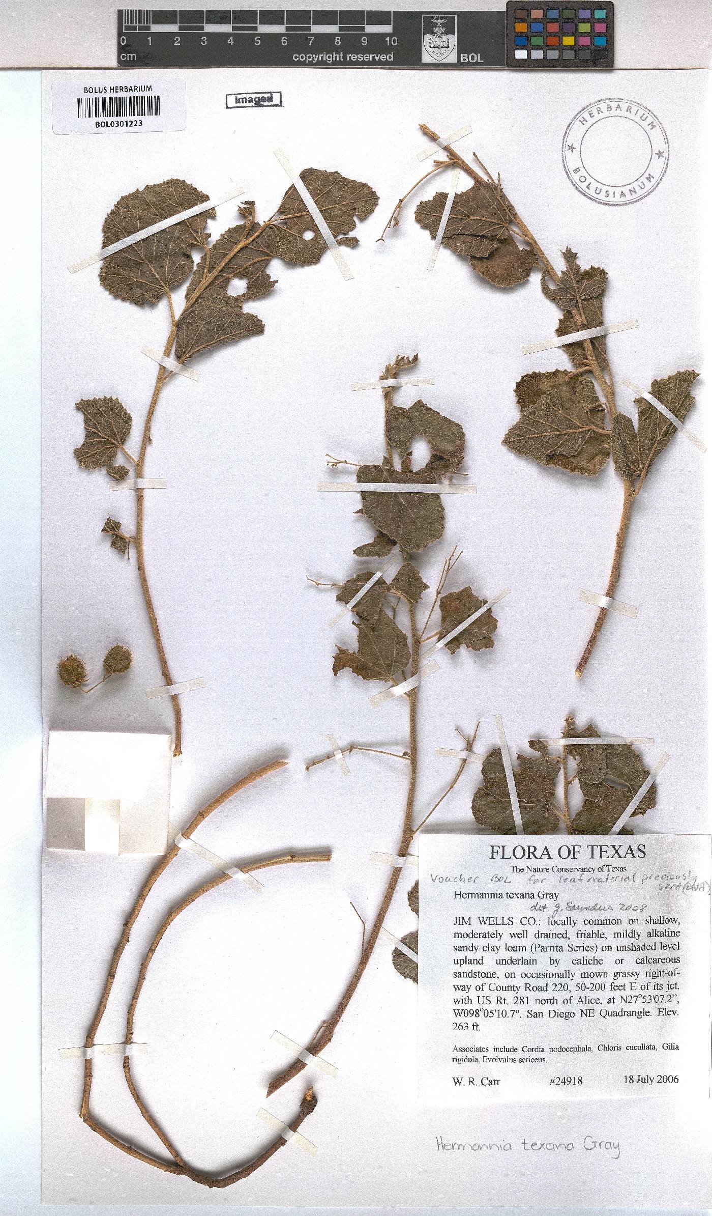 Hermannia texana image
