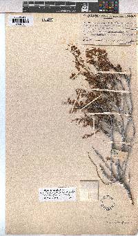 Hermannia glabrata image
