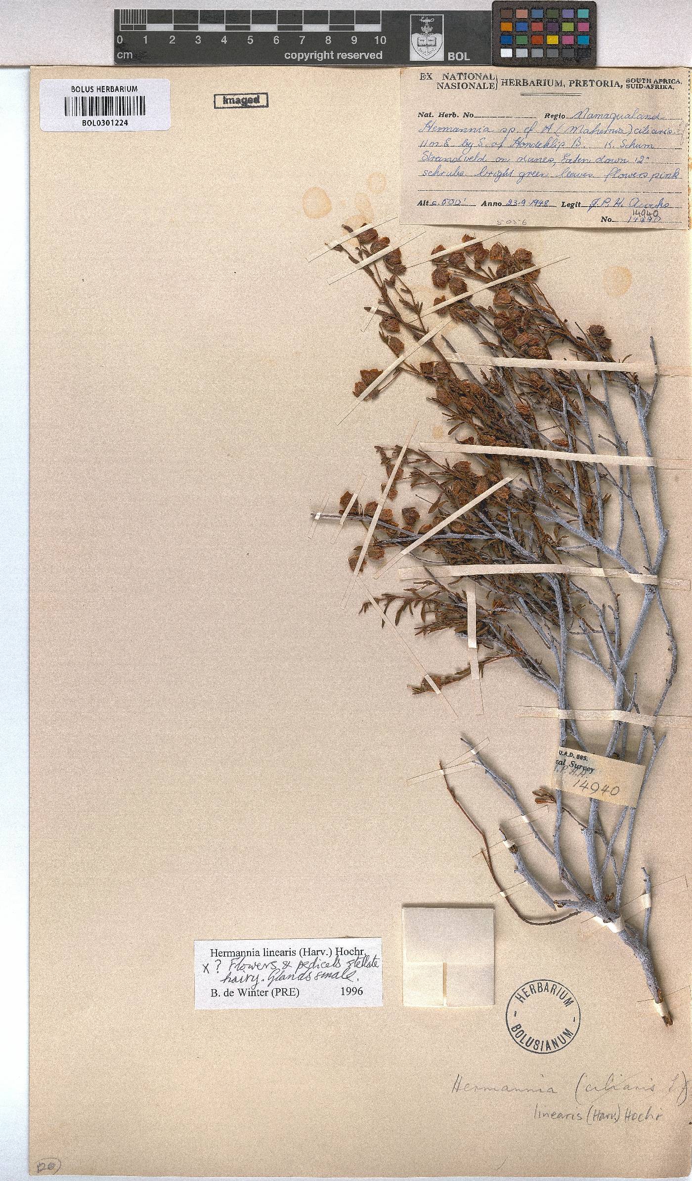 Hermannia glabrata image